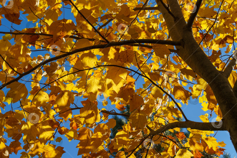 Скачать Золотистые и желтые листья тюльпанного дерева Liriodendron tulipifera на фоне голубого неба в солнечном свете. Природная концепция дизайна фотосток Ozero