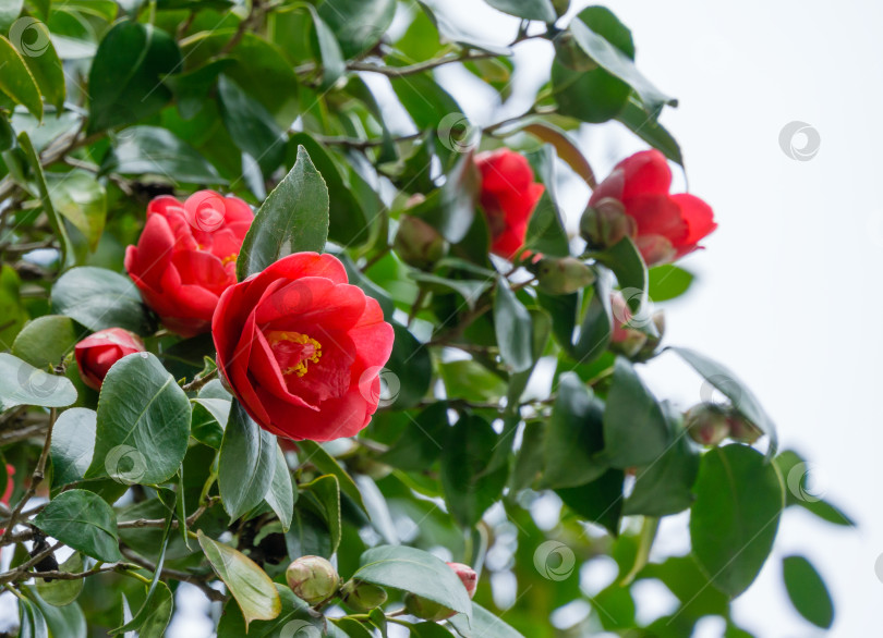 Скачать Японская камелия (Camellia japonica) в солнечный весенний день в дендрарии Парка южных культур в Сириусе (Адлер). Крупным планом красные, похожие на розу цветы камелии и бутоны с вечнозелеными глянцевыми листьями фотосток Ozero