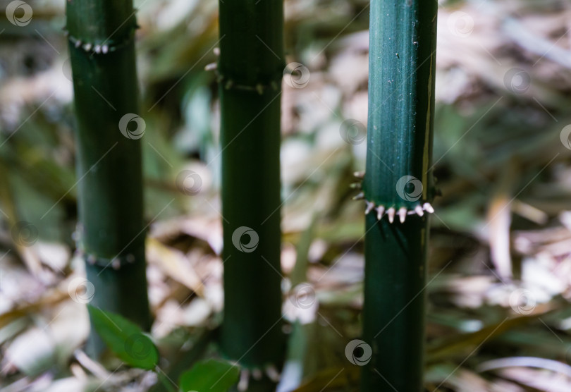 Скачать Крупный план бамбука Chimonobambusa quadrangularis на зеленом фоне в дендрарии Парка южных культур в Сириусе (Адлер), Сочи. Выборочный фокус на стеблях бамбука с квадратными стеблями фотосток Ozero