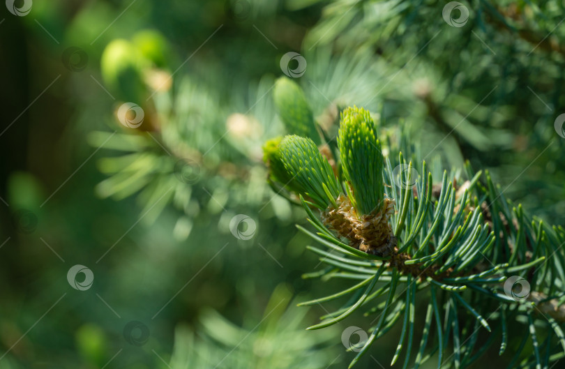 Скачать Голубая ель Picea pungens с голубыми иголками. Яркие молодые побеги крупным планом.  Концепция природы для дизайна. Место для вашего текста. Выборочный фокус. Рождественская концепция. фотосток Ozero