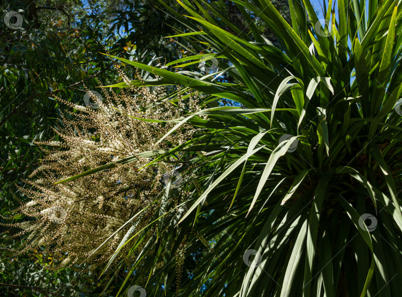 Скачать Цветущая пальма Cordyline australis, широко известная как капустное дерево. Крупный план белых соцветий с бутонами пальмы Cordyline australis в дендрарии Парка южных культур в Сириусе (Адлер) Сочи. фотосток Ozero