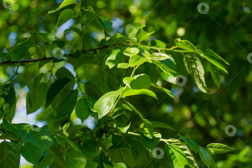 Скачать Крупный план свежих зеленых листьев дерева Diospyros virginiana, обычно называемого американской хурмой, на фоне голубого неба. Дерево хурма растет в дендрарии Парка южных культур в Сириусе (Адлер) Сочи. фотосток Ozero