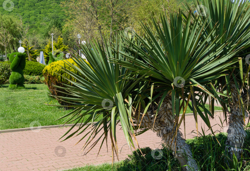 Скачать Зеленая листва юкки (Yucca gloriosa) или испанского кинжала. Декоративное растение, типичное для юга России. Парк для отдыха и прогулок на набережной или Приморском бульваре в Архипо-Осиповке фотосток Ozero