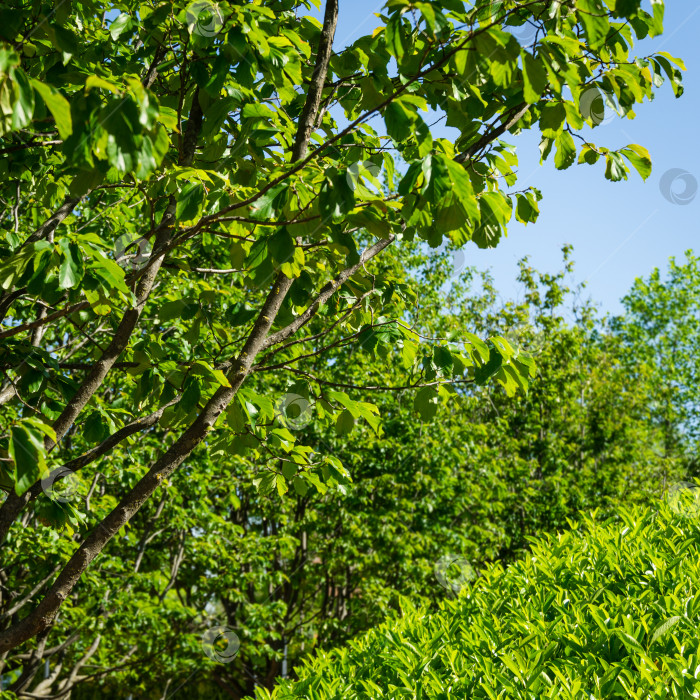 Скачать Крупный план деревьев Parrotia persica или персидского железного дерева со свежими зелеными листьями в общественном городском парке Краснодара или "парке Галицкого". Солнечная весна 2021 года фотосток Ozero