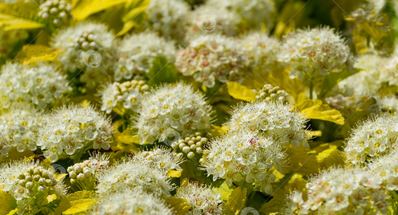 Скачать Крупный план белых цветов Physocarpus opulifolius Nugget или девятилистника с золотыми листьями в общественном ландшафтном городском парке Краснодара или Галицкого. Выборочный фокус. Цветочный пейзаж, свежие обои фотосток Ozero