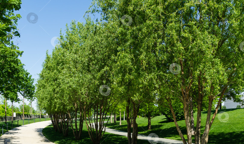 Скачать Крупный план зеленой изящной листвы лысого кипариса Taxodium Distichum (болотного, белого кипариса, заливного или приливного красного кипариса) в общественном ландшафтном городском парке Краснодара или парке Галицкого солнечной весной 2021 года фотосток Ozero