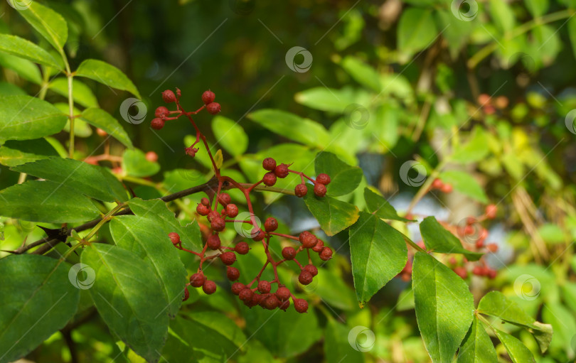 Скачать Красные плоды Zanthoxylum americanum, ясеня колючего, дерева зубной боли, желтого дерева, земляники или сычуаньского перца в осеннем саду на размытой зелени. Фон для свежих обоев, концепция фона природы фотосток Ozero