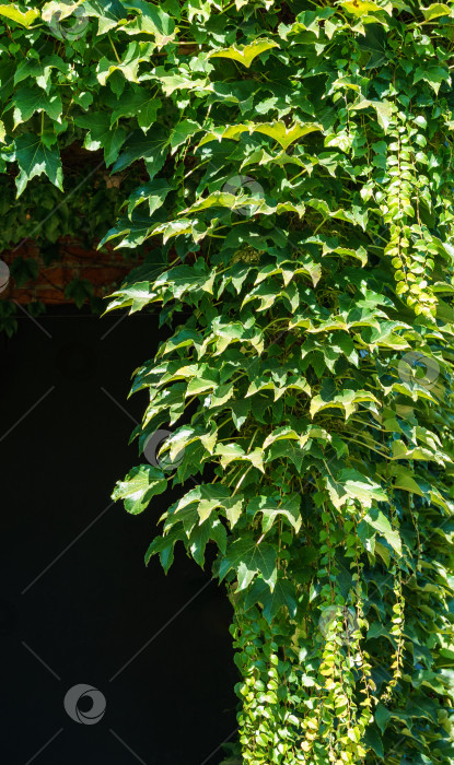 Скачать Пышная зелень Parthenocissus tricuspidata 'Veitchii' или листья бостонского плюща, свисающие со здания.  Виноград или японский плющ в качестве естественного фона. Выборочный фокус. фотосток Ozero