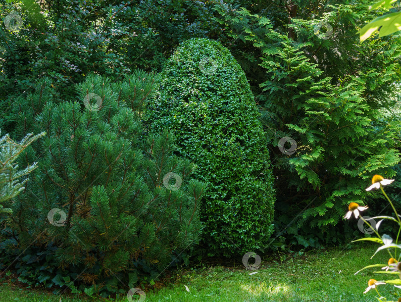 Скачать Горная сосна Pinus mugo Pumilio. Маленькая и пушистая. Справа от сосны вечнозеленый самшит Buxus sempervirens. Природная концепция дизайна. фотосток Ozero