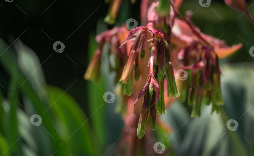 Скачать Цветущая Бешорнерия юккоидес (Beschorneria Yucca Leaved) в Адлерском парке курорта Сочи. Крупный план красного соцветия Бешорнерии юккоидес. Семейство суккулентных растений Asparagaceae подсемейство Agavoideae фотосток Ozero