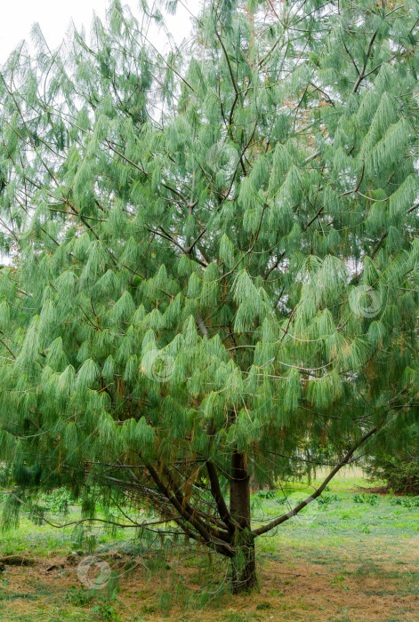 Скачать Красивая китайская белая сосна (Pinus Armandii Franch) в дендрарии Парка южных культур в Сириусе (Адлер) Сочи. Обои с природой, скопируйте пространство. фотосток Ozero