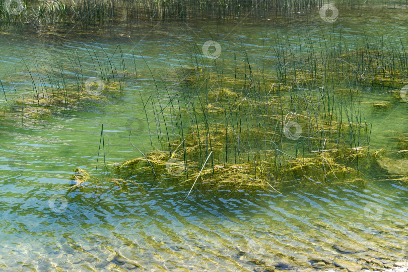 Скачать Изумрудная вода горной реки Тешебс с зарослями Schoenoplectus lacustris, камыша озерного или камыша обыкновенного. Река впадает в Черное море у села Архипо-Осиповка фотосток Ozero