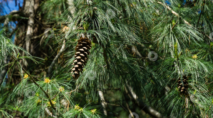 Скачать Коричневые шишки и хвоя гималайской сосны (Pinus wallichiana), известной как бутанская или голубая сосна. Солнечный день в весеннем дендрарии Парка южных культур в Сириусе (Адлер) Сочи. фотосток Ozero