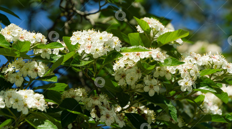 Скачать Цветущий белоцветковый Crataegus persimilis 'Prunifolia' (Широколистное шиповниковое дерево), перисто-листовой боярышник в городском парке Краснодара. Общественный ландшафт "Парк Галицкого" солнечной весной 2021 года фотосток Ozero