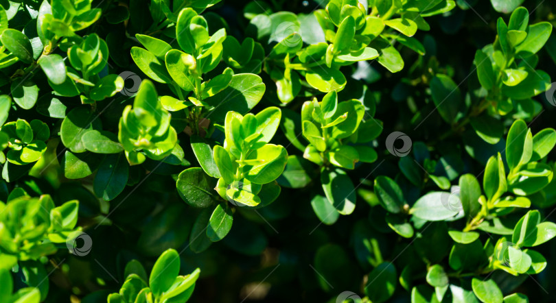 Скачать Крупный план зеленой листвы самшита Buxus microphylla, японского самшита или мелколистного самшита в дендрарии Парка южных культур в Сириусе (Адлер) Сочи. фотосток Ozero