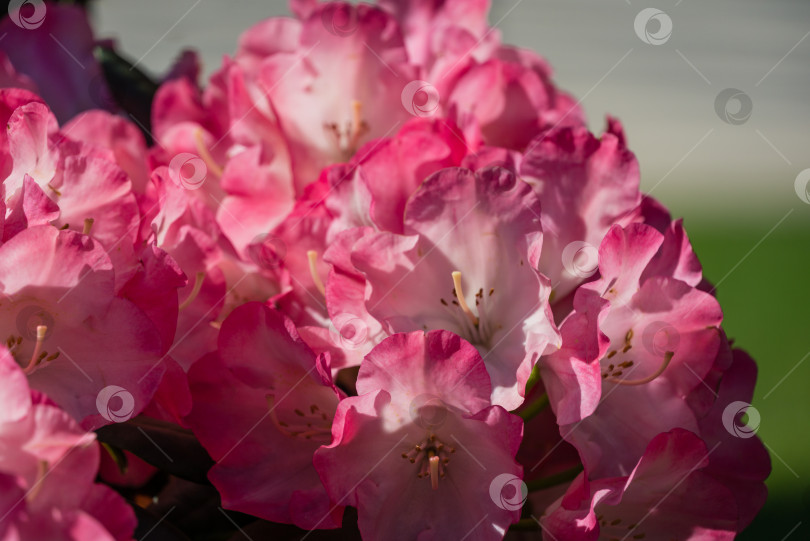 Скачать Крупный план цветущего куста Rhododendron Yakushimanum 'Fantastica'. Большая розовая цветущая азалия в общественном ландшафтном городском парке "Краснодар" или "Парк Галицкого". Лучшее место для отдыха и прогулок фотосток Ozero