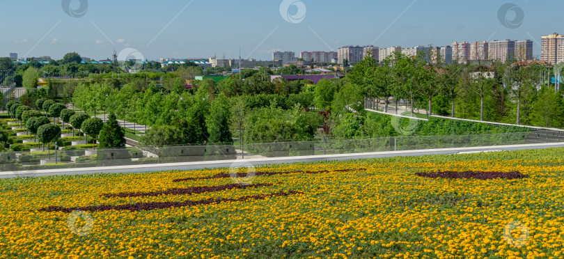 Скачать Клумба с красивыми желто-оранжевыми цветами календулы (Tagetes erecta, мексиканская или африканская календула) в общественном благоустроенном Краснодаре или парке Галицкого солнечным летом 2021 года. фотосток Ozero