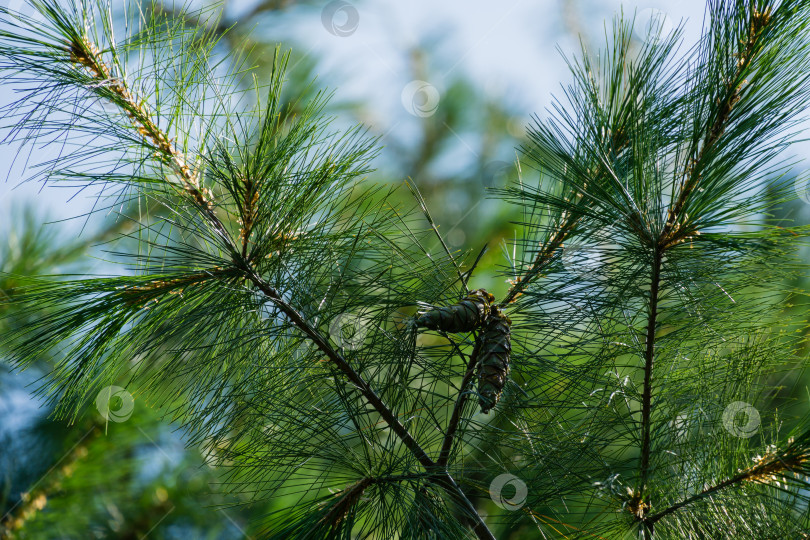 Скачать Длинные зеленые иглы белой сосны Pinus strobus с зелеными шишками на фоне солнца на фоне голубого неба. Оригинальная текстура натуральной сосновой зелени. Место для вашего текста фотосток Ozero