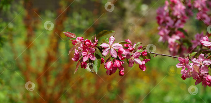 Скачать Фиолетовые цветки яблони Malus 'Makowieckiana'. Темно-розовые цветки в весеннем саду. Это дерево является гибридом яблони 'Niedzwetzkyana'. Выборочный фокус крупным планом фотосток Ozero