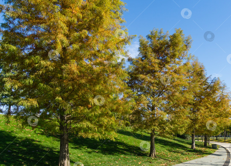 Скачать Лысый кипарис Taxodium Distichum (болотный, белый кипарис, заливной или приливный красный кипарис) - дерево в общественном ландшафтном городском парке Краснодара или парке Галицкого осенью 2021 года. Листва приобрела осеннюю окраску фотосток Ozero