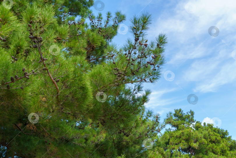 Скачать Пицундская сосна (Pinus brutia pityusa) разновидность калабрийской или турецкой сосны (Pinus brutia) на набережной Геленджика. Крупный план пышной кроны на фоне голубого неба фотосток Ozero