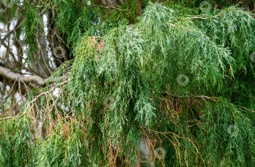 Скачать Ветви кипариса Лоусона (Chamaecyparis Lawsoniana Filifera), известного как порт-Орфордский кедр, белый или орегонский кедр, в весенний день в дендрарии Парка южных культур в Сириусе (Адлер). фотосток Ozero