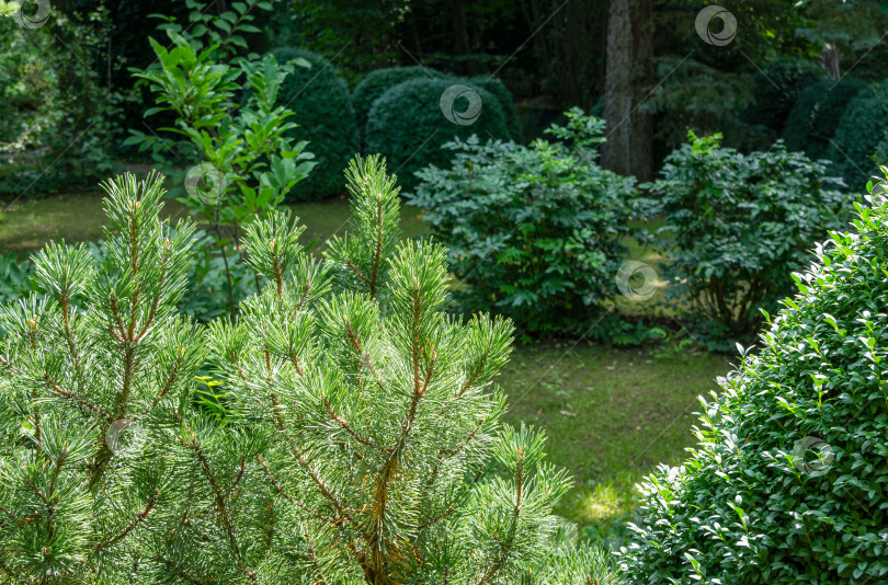 Скачать Pinus mugo Pumilio с красивыми молодыми побегами. Крупный план сорта карликовой горной сосны, зеленой в солнечный день на фоне ландшафтного сада из вечнозеленых растений. Маленькая и пушистая. Место для вашего текста. фотосток Ozero