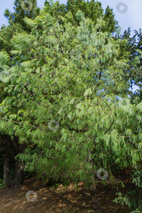 Скачать Красивая сосна Pinus leiophylla schiede с тонкими шелковистыми длинными иглами. Вечнозеленое дерево в солнечный весенний день в дендрарии Парка южных культур в Сириусе (Адлер). фотосток Ozero