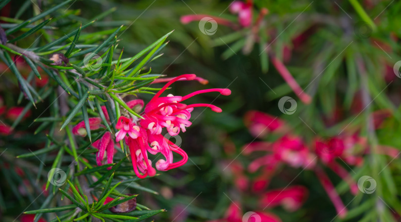 Скачать Розовые цветки гревиллеи можжевеловой Канберрской самоцветной и колючие листья, известные как гревиллея можжевеловая или колючий паутинный цветок. Гревиллея 'Канберрская жемчужина' (juniperina x rosmarinifolia) в Сочи фотосток Ozero