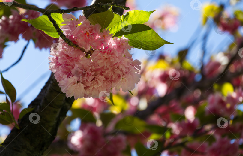 Скачать Розовые цветы Prunus 'Kanzan' (Prunus serrulata или Prunus lannesiana) крупным планом в городском парке Краснодара. Парк Галицкого весной 2021 года. Цветы японской вишни в качестве фона для обоев. Выборочный фокус фотосток Ozero