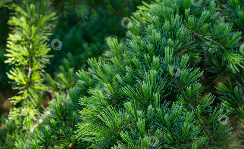 Скачать Крупный план зеленых иголок гималайского кедра (Cedrus Deodara, Деодар), растущего в курортном городе Адлер недалеко от Сочи. Выборочный фокус. Красивый естественный зеленый фон для любого дизайна фотосток Ozero