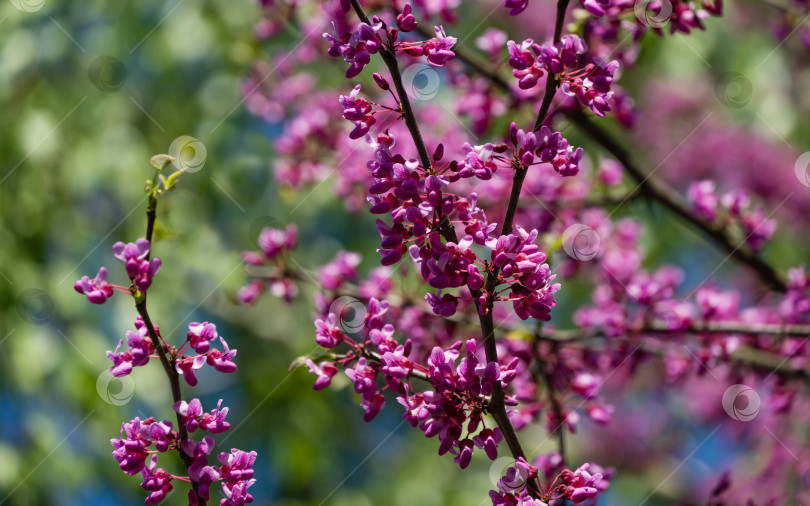 Скачать Редбад восточный, или Cercis canadensis пурпурный весенний цветок в солнечный день. Крупный план розовых цветов Иудиного дерева. Выборочный фокус. Концепция природы для дизайна. Место для вашего текста фотосток Ozero