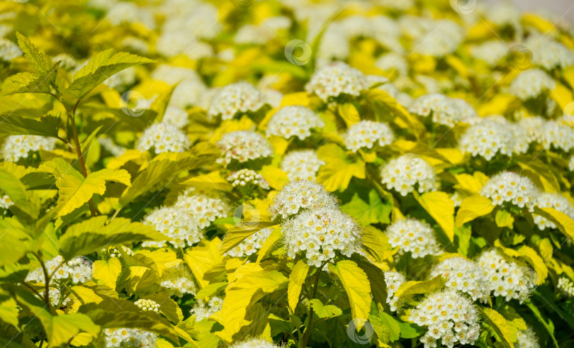 Скачать Крупный план белых цветов Physocarpus opulifolius Nugget или девятилистника с золотыми листьями в общественном ландшафтном городском парке Краснодара или Галицкого. Выборочный фокус. Цветочный пейзаж, свежие обои фотосток Ozero