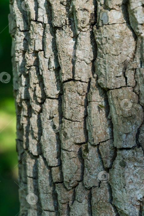 Скачать Крупный план серой текстуры коры дерева Diospyros virginiana, обычно называемого американской хурмой. Дерево хурма растет в дендрарии Парка южных культур в Сириусе (Адлер) Сочи. фотосток Ozero