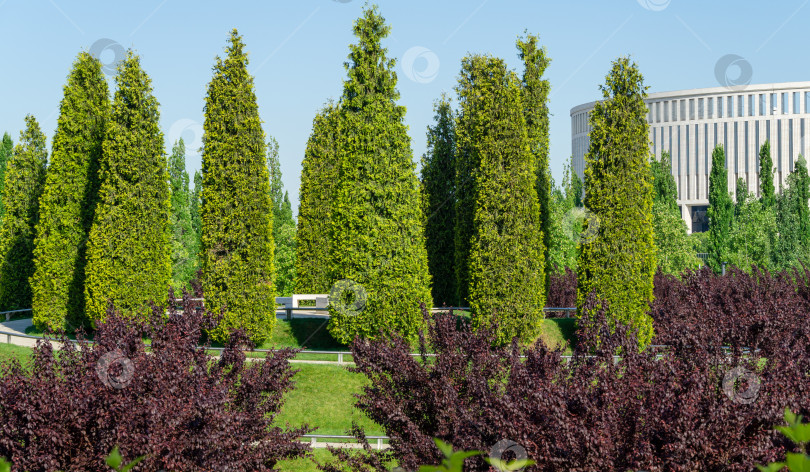 Скачать Подстриженная Thuja plicata (западный красный кедр) в форме кипариса и Prunus cerasifera 'Nigra' (Черная алыча или prunus 'Pissardii Nigra') в городском парке Краснодара или ландшафтном парке Галицкого солнечной весной 2021 года. фотосток Ozero