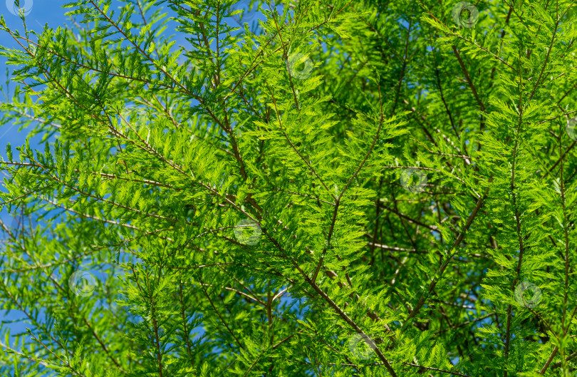 Скачать Крупный план зеленой изящной листвы лысого кипариса Taxodium Distichum (болотного, белого кипариса, заливного или приливного красного кипариса) в общественном ландшафтном городском парке Краснодара или парке Галицкого солнечной весной 2021 года фотосток Ozero