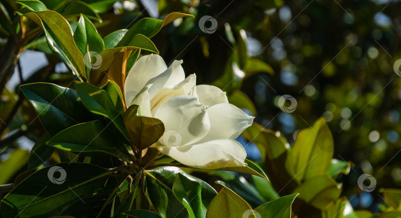 Скачать Крупный белый ароматный цветок вечнозеленой южной магнолии (Magnolia Grandiflora) в городском парке Краснодара. Цветущая магнолия в общественном ландшафте "Парк Галицкого" для отдыха и прогулок в солнечном июне фотосток Ozero