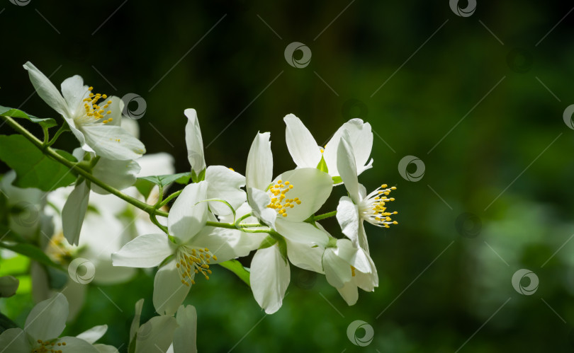 Скачать Цветы жасмина Philadelphus lewisii на темно-зеленом фоне в солнечном весеннем саду. Выборочный снимок природы крупным планом. Цветочный пейзаж для любых обоев. Есть место для текста фотосток Ozero