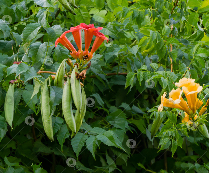 Скачать Трубчатая лоза (Campsis radicans) распускается красно-оранжевыми цветами с длинными стручками на фоне зеленых листьев и желтой трубчатой 'Flava'. Красивые цветы в общественном парке Краснодара или парке Галицкого. фотосток Ozero