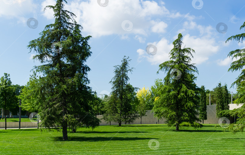 Скачать Прекрасный гималайский кедр (Cedrus Deodara, Деодар) на пышной зеленой лужайке в общественном ландшафтном городском парке Краснодара или парке Галицкого солнечным летом 2021 года фотосток Ozero