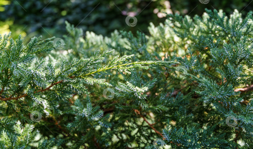 Скачать Оригинальная текстура хвои Juniperus squamata Blue carpet. Синяя на зеленом фоне мелких иголок. Макро-хвоя в солнечном свете. Элегантная природная концепция дизайна фотосток Ozero