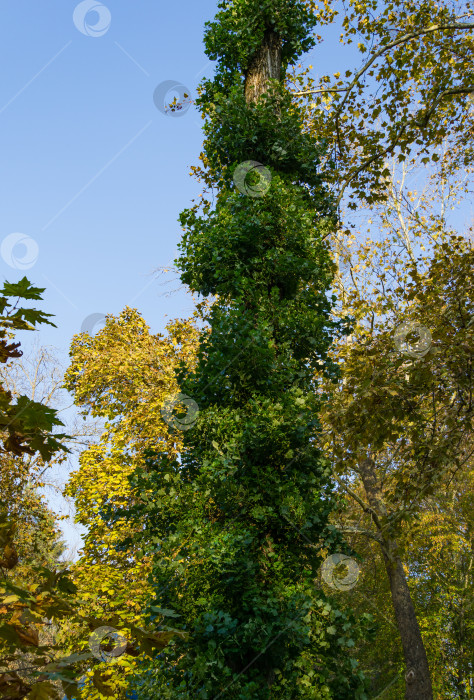 Скачать Тополь (Populus nigra pyramidalis) с восстановленной кроной после радикальной обрезки в парке Горячий Ключ. фотосток Ozero