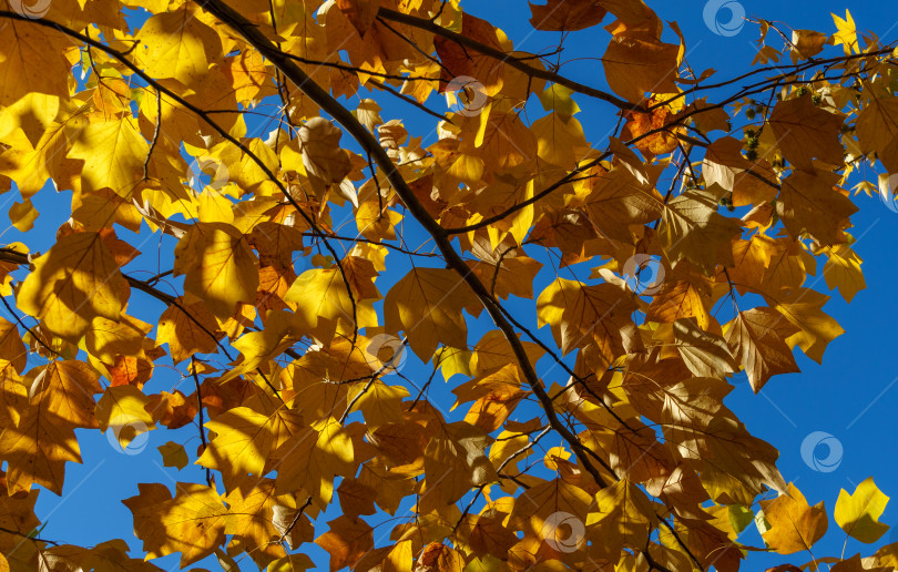 Скачать Золотистые и желтые листья тюльпанного дерева Liriodendron tulipifera на фоне голубого неба в солнечном свете. Природная концепция дизайна фотосток Ozero