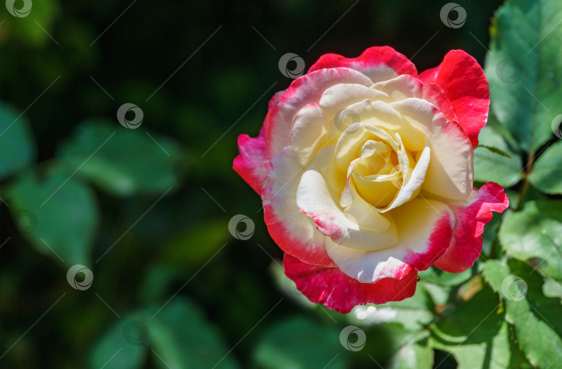 Скачать Нежный крупный план прекрасной розы Double Delight. Роскошная фиолетовая роза с желтой сердцевиной. Лирический портрет на темном размытом фоне изумрудной зелени. Выборочный фокус. фотосток Ozero