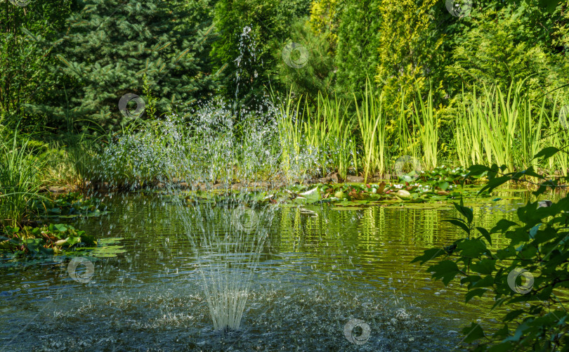 Скачать Красивый высокий фонтан в садовом пруду. Идиллическая картина зеленой воды, красной рыбы и красивых растений вокруг пруда. Солнечный день и свежесть тени высоких деревьев у воды. фотосток Ozero