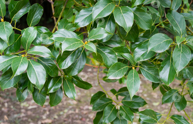 Скачать Блестящие вечнозеленые листья ложного камфорного дерева (Cinnamomum glanduliferum) или непальского камфорного дерева в весеннем дендрарии Парка южных культур в Сириусе (Адлер) Сочи. Прекрасная природа для любого дизайна фотосток Ozero