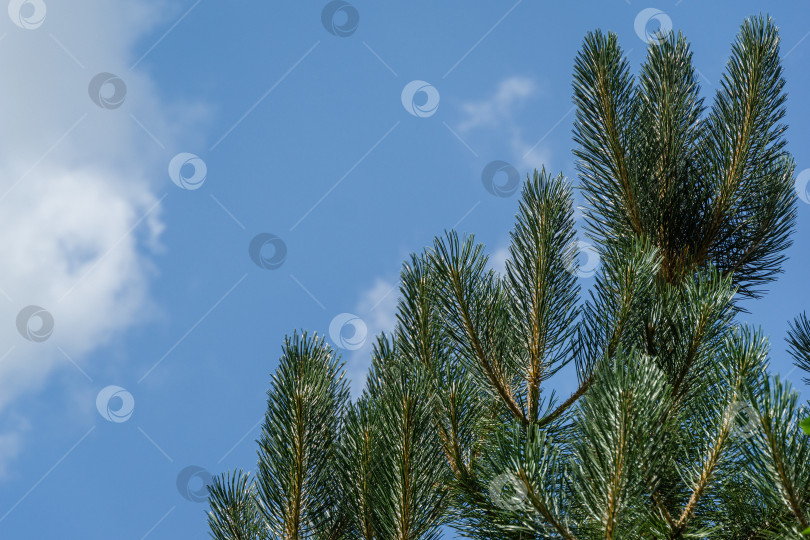 Скачать Молодые побеги австрийской сосны или черной сосны (Pinus Nigra).Зеленые побеги на ветвях на фоне голубого неба с белыми облаками. Пейзаж для любых обоев. Есть место для текста фотосток Ozero