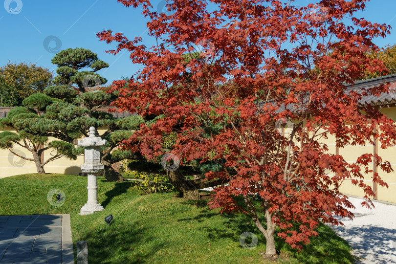 Скачать Красные листья Acer palmatum Atropurpureum, сосны бонсай (Pinus mugo или горная сосна) и традиционная японская каменная лампа у центрального входа в японский сад. Общественный ландшафтный парк Краснодара или парк Галицкого, Россия фотосток Ozero