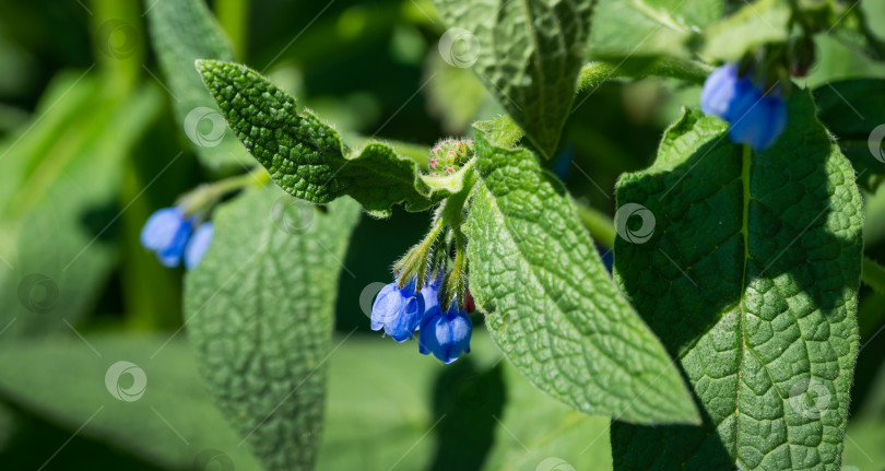 Скачать Голубой окопник (Symphytum caucasicum) с красивыми голубыми цветами на зеленых листьях в весеннем саду. Крупный план цветущего симфитума, также известного как бейнуэлл или кавказский окопник. Выборочный фокус фотосток Ozero