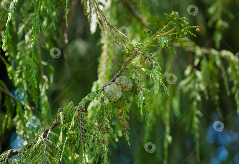 Скачать Ветвь плакучего кипариса Нутка (Cupressus nootkatensis Pendula) с шишками, поврежденными вредителем.  Вечнозеленое хвойное дерево (Chamaecyparis или Xanthocyparis nootkatensis) фотосток Ozero